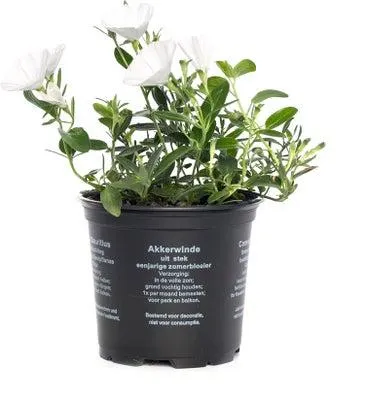 Winde (Convolvulus sabaticus) D 10,5 H 20 cm