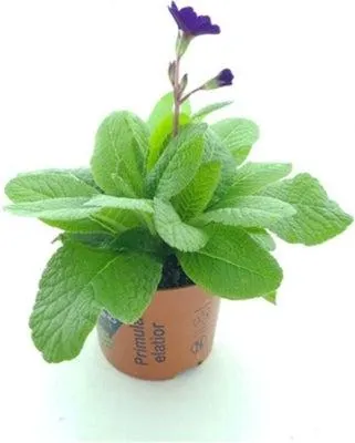 Sleutelbloem (Primula elatior 'Stella Blue') D 12 H 25 cm
