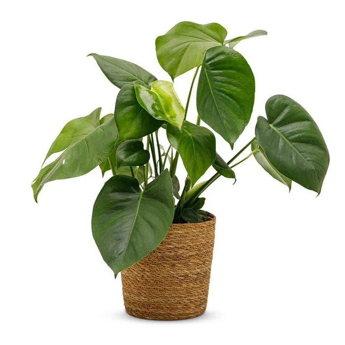 Monstera | Incl mand