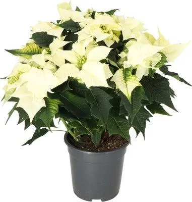 Kerstster (Euphorbia pulcherrima 'Alaska White') D 19 H 50 cm