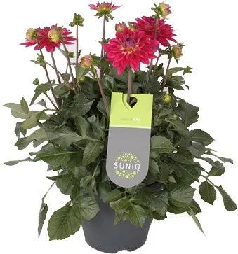 Dahlia (Dahlia 'Suniq Cherise') roze D 23 H 55 cm