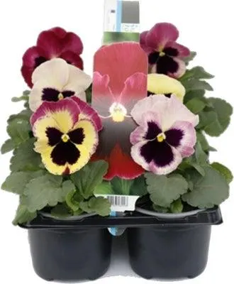 Viooltje (Viola F1) sixpack rood D 9 H 10 cm