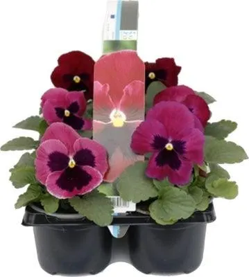 Viooltje (Viola F1) sixpack roze met oog D 9 H 10 cm