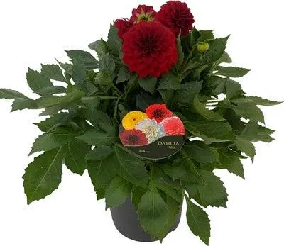 Dahlia (Dahlia 'Dalina Maxi Topia') rood D 23 H 50 cm