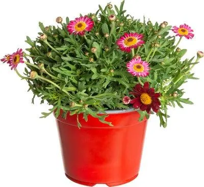 Struikmargriet (Argyranthemum frutescens) rood D 14 H 25 cm