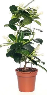Bruidsbloem (Stephanotis floribunda) D 12 H 45 cm