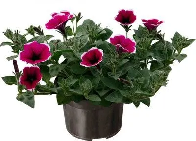 Petunia (Petunia 'Picotee' ) paars met witte rand D 13 H 15 cm