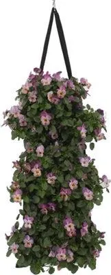 Wandhanger met Hoornviool (Viola endurio 'Pink Shades') 50 x 20 cm