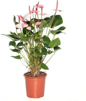 Flamingoplant (Anthurium andreanum 'Amalia Elegance') D 21 H 70 cm