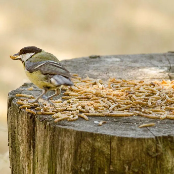 Gedroogde meelwormen