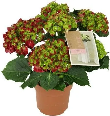 Hortensia (Hydrangea macrophylla 'Hot Red') D 14 H 40 cm