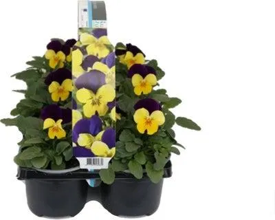 Hoornviool (Viola cornuta) sixpack geel paars D 9 H 10 cm