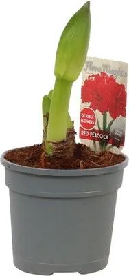 Amaryllis (Hippeastrum 'Red Peacock') D 13 H 25 cm