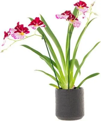 Viooltjesorchidee (Miltonia) D 12 H 40 cm