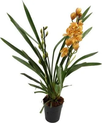 Cymbidium (Cymbidium) oranje D 14 H 85 cm