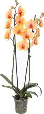 Vlinderorchidee 2 tak (Phalaenopsis 'Royal Sunrise') D 12 H 55 cm
