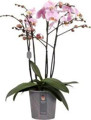 Vlinderorchidee 4 tak (Phalaenopsis 'Marvellous Light Pink') D 17 H 70 cm