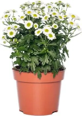 Chrysant (Chrysanthemum 'Garden Mums') D 12 H 20 cm