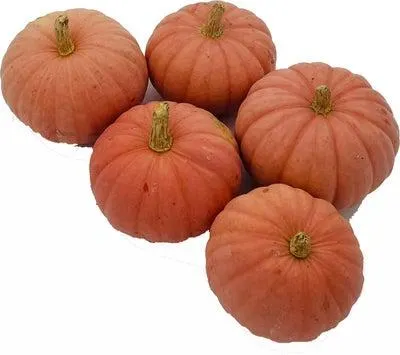 Pompoen (Cucurbita 'Miss sophie pink') D 15 cm