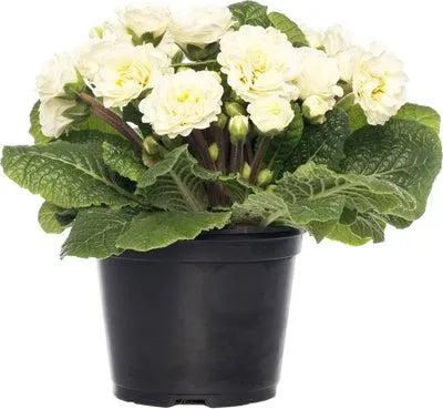 Sleutelbloem (Primula (Acaulis Grp)) wit dubbel D 13 H 15 cm