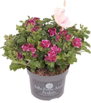 Franse Geranium (Pelargonium grandiflorum 'Angel Parfum Jet') D 12 H 28 cm
