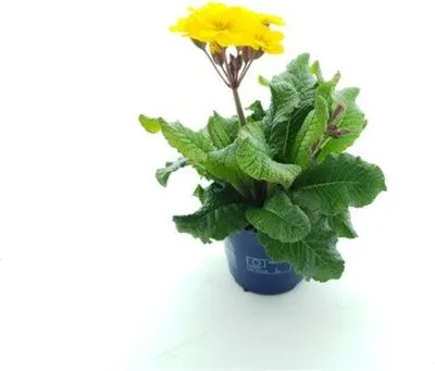 Sleutelbloem (Primula elatior 'Stella Gold') D 12 H 25 cm