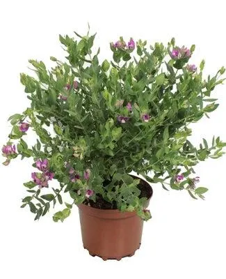 Vleugeltjesbloem (Polygala myrtifolia) D 19 H 45 cm