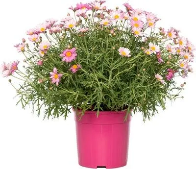 Struikmargriet (Argyranthemum frutescens) roze D 14 H 25 cm