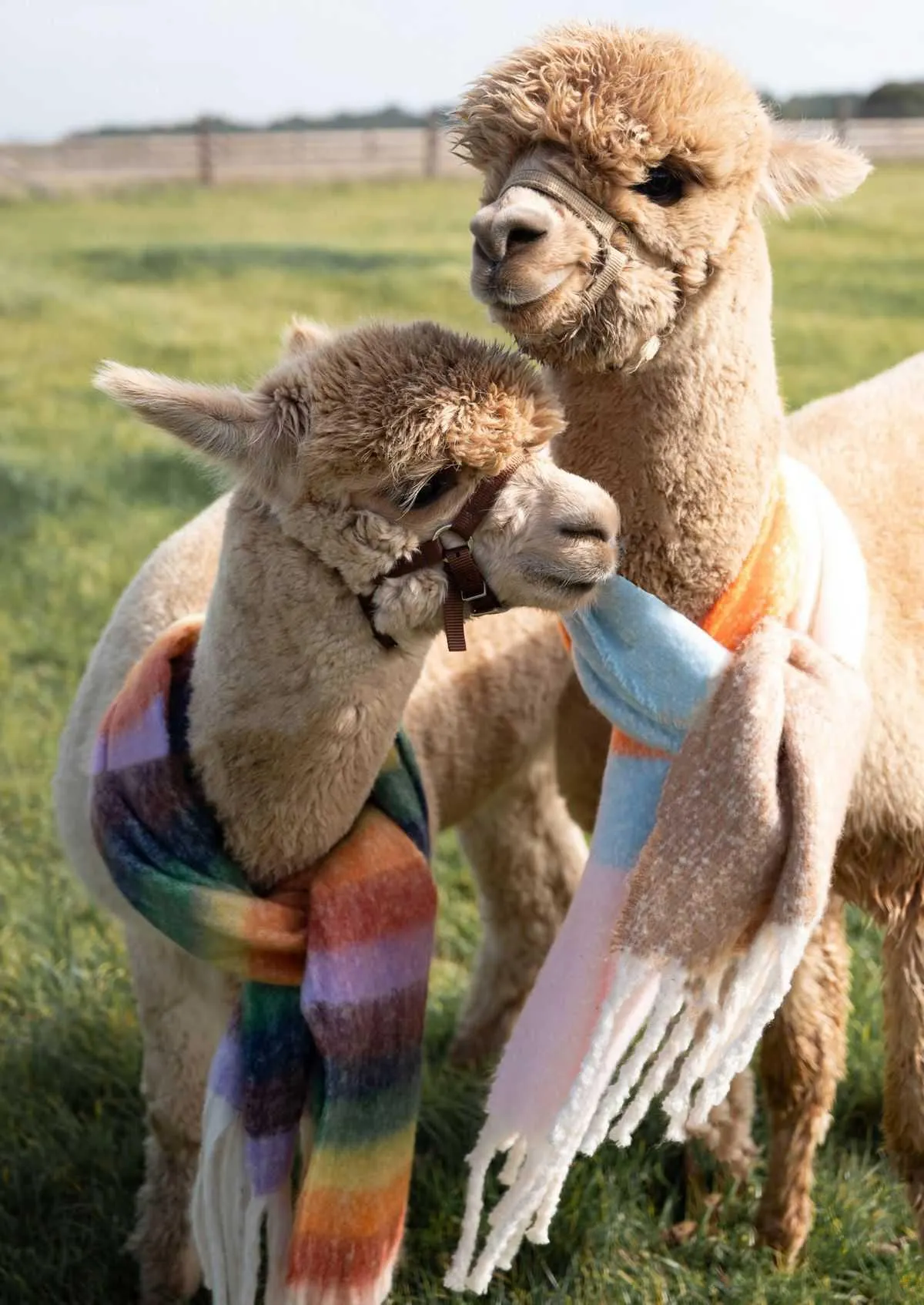 Giks Folder van 19 november tot 30 november 2023 - folder pagina 17