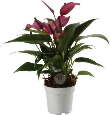 Flamingoplant (Anthurium 'Zizou') D 7 H 25 cm