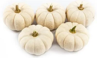 Pompoen (Cucurbita 'Baby Boo') D 6 cm