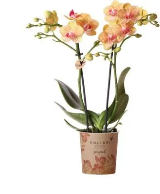 Mini Vlinderorchidee 3 tak (Phalaenopsis kolibri 'Lausanne') D 9 H 40 cm