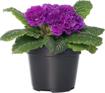 Sleutelbloem (Primula (Acaulis Grp)) paars dubbel D 13 H 15 cm