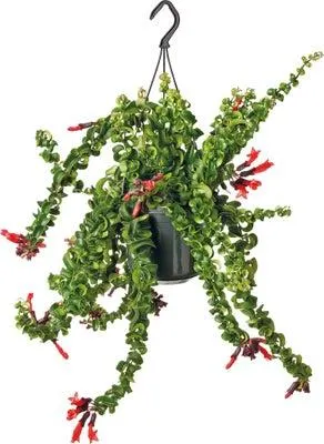 Lipstickplant in hangpot (Aeschynanthus 'Rasta') D 15 H 30 cm