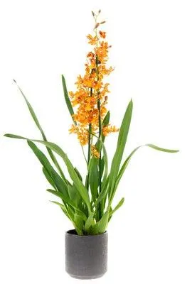 Cambria-orchidee (Cambria 'Catatante' ) D 12 H 60 cm