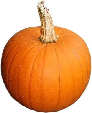 Sierkalebas (Cucurbita 'Halloween') D 30 cm