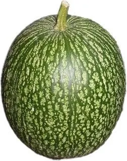 Vijgeblad pompoen (Cucurbita) D 15 cm