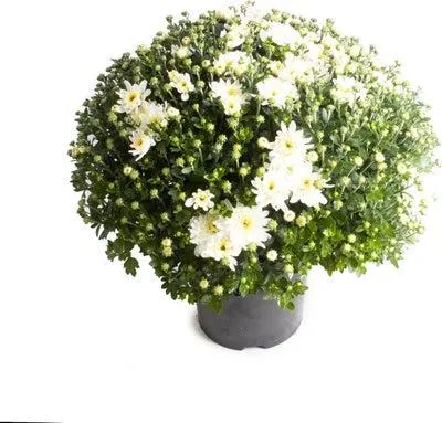 Bolchrysant (Chrysanthemum) wit D 19 H 45 cm