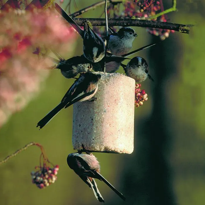 Premium pindacake met insecten