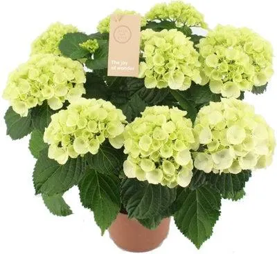 Hortensia (Hydrangea macrophylla 'Schneeball') D 14 H 40 cm