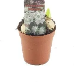 Breedbladige vogelmelk (Ornithogalum balansae) D 5 H 10 cm