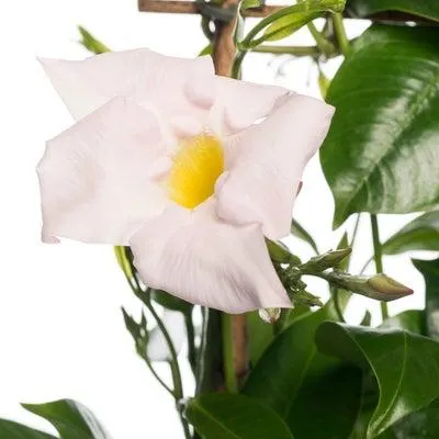 Mandevilla piramide (Dipladenia 'Jade White') D 17 H 70 cm