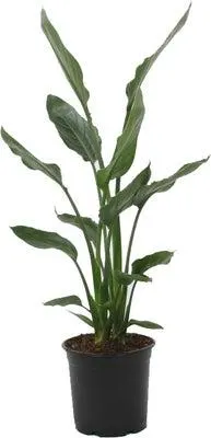 Paradijsvogelbloem (Strelitzia reginae) D 19 H 85 cm