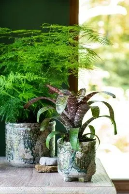 Vriesea (Vriesea fosteriana 'Red Chestnut') D 15 H 40 cm