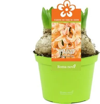 Hyacint (Hyacint 'Gipsy Queen') D 12 H 12 cm