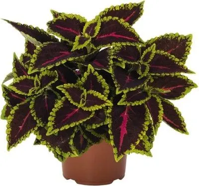 Siernetel (Coleus 'Main Street Alligator Alley') D 23 H 25 cm