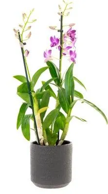 Bamboeorchidee (Dendrobium 'Berry Oda' ) D 12 H 40 cm