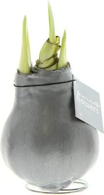 Amaryllis in wax (Hippeastrum Waxz 'Metallic Silver') H 15 cm