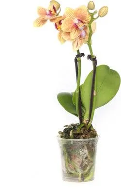 Mini Vlinderorchidee 2 tak (Phalaenopsis) geel oranje D 6 H 17 cm
