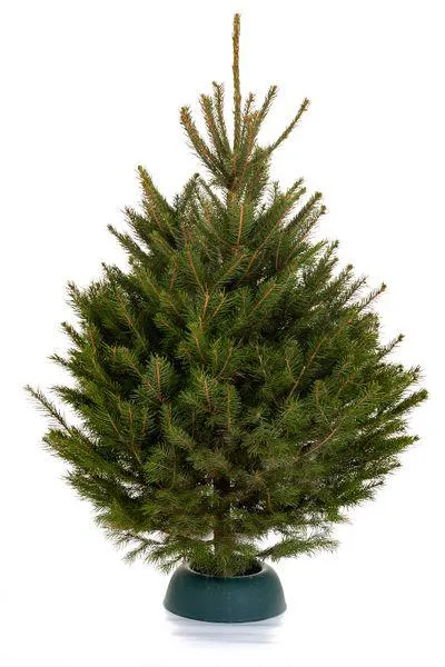 Fijnspar (Picea abies) gezaagd 150-200 cm